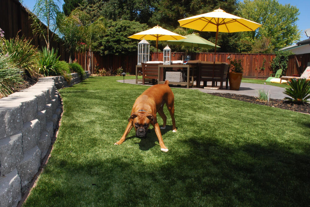 Los Angeles and Southern California pet turf